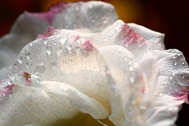 GBF Fes公布《碧蓝幻想；Relink》新截图